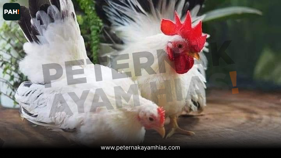 Ayam Kate Chabo Blacktail (2)