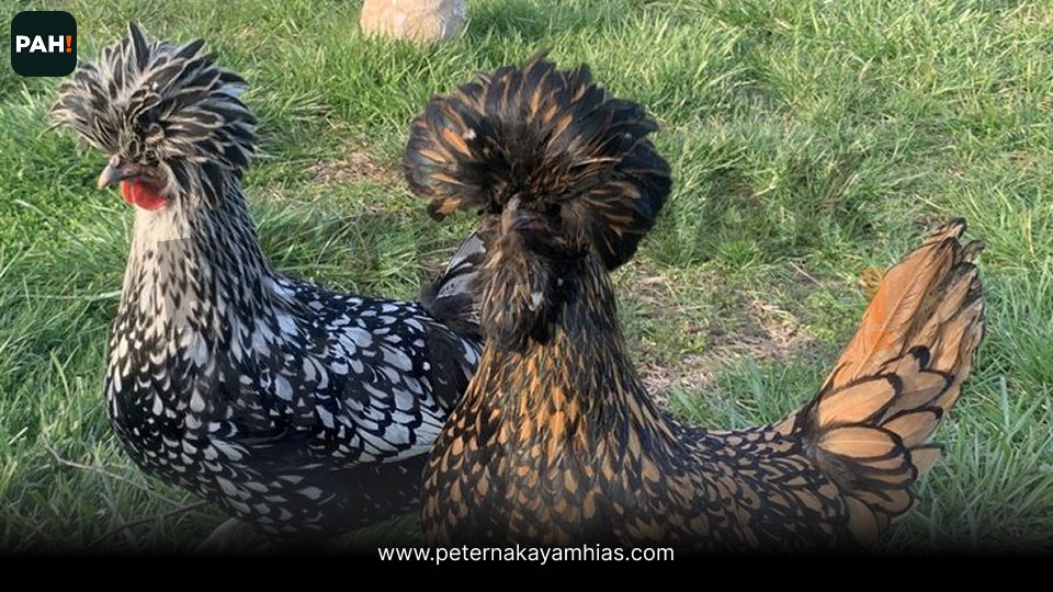 Ayam Poland (4)