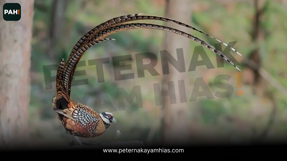 Ayam reeves pheasant (5)