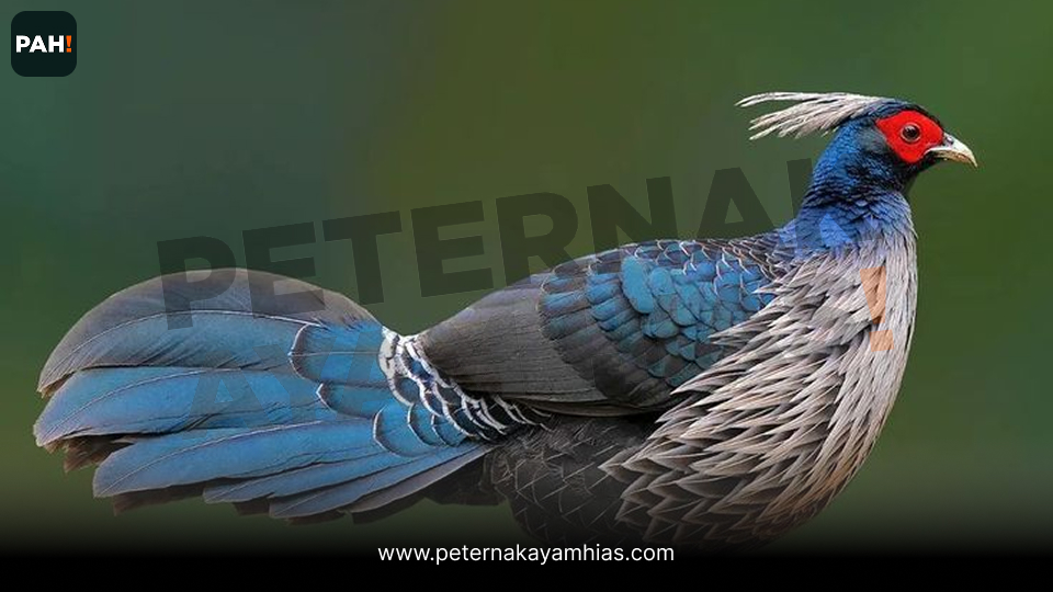 Jual ayam khalij pheasant (1)