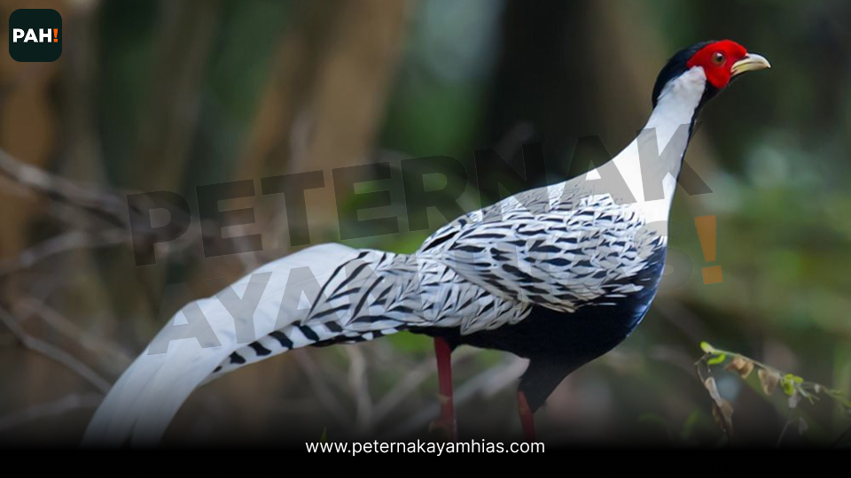 Jual ayam silver pheasant (1)