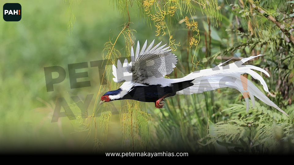 Jual ayam silver pheasant (2)