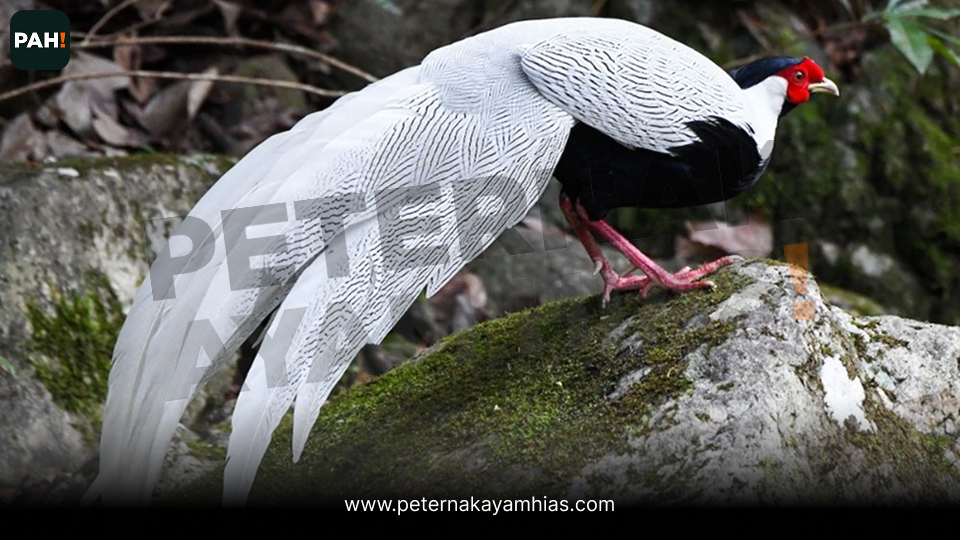 Jual ayam silver pheasant (3)