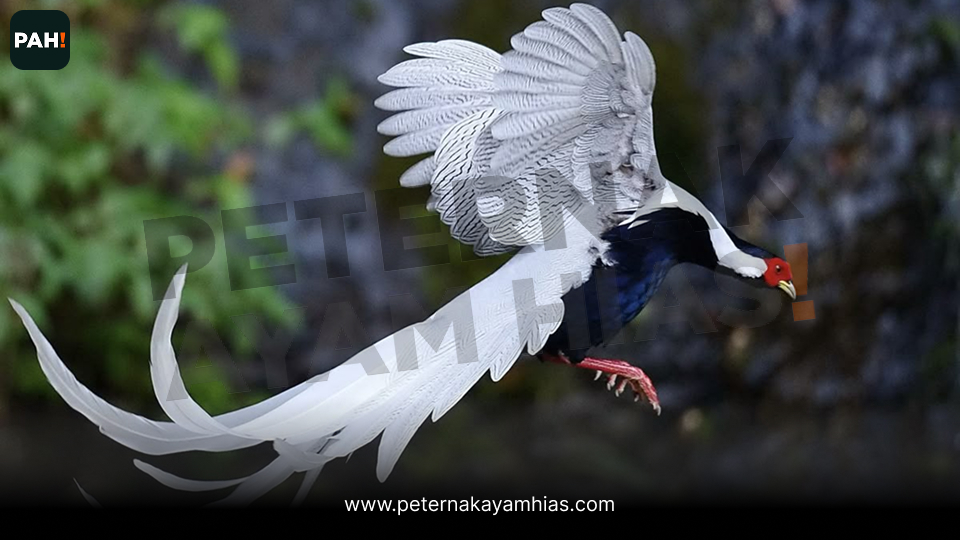 Jual ayam silver pheasant (4)