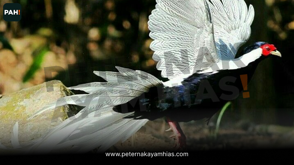 Jual ayam silver pheasant (5)