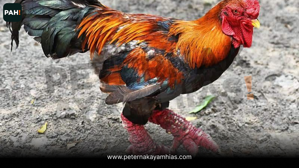 Ayam Kaki Gajah (2)