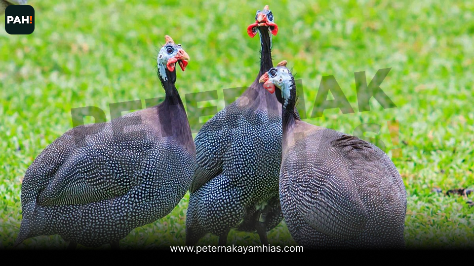Ayam Mutiara (3)