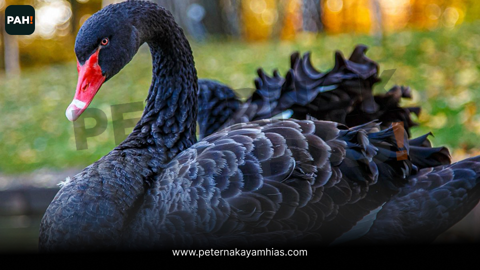 Black Swan (1)