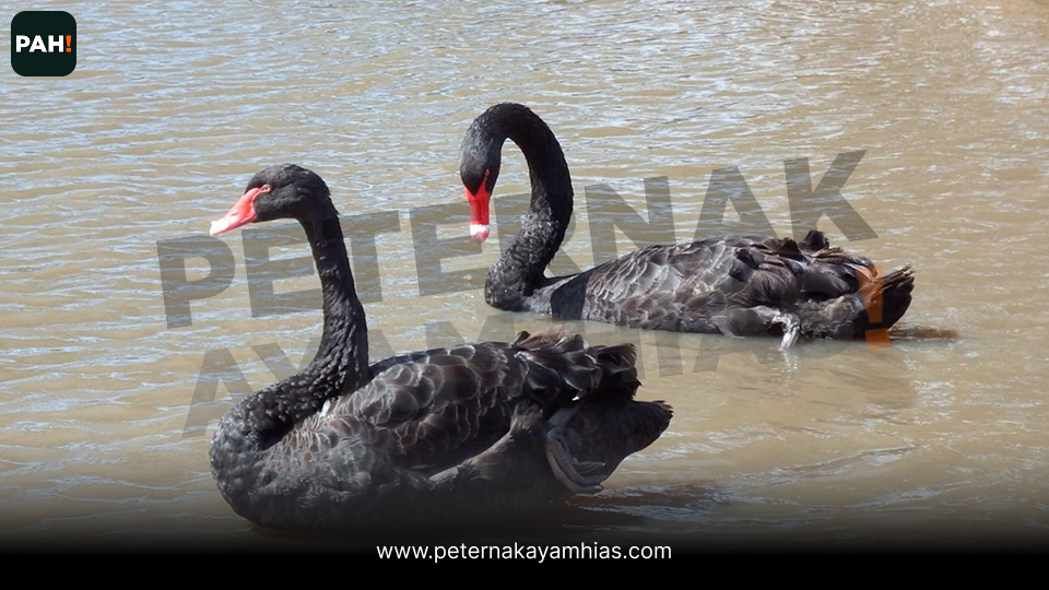 Black Swan (2)