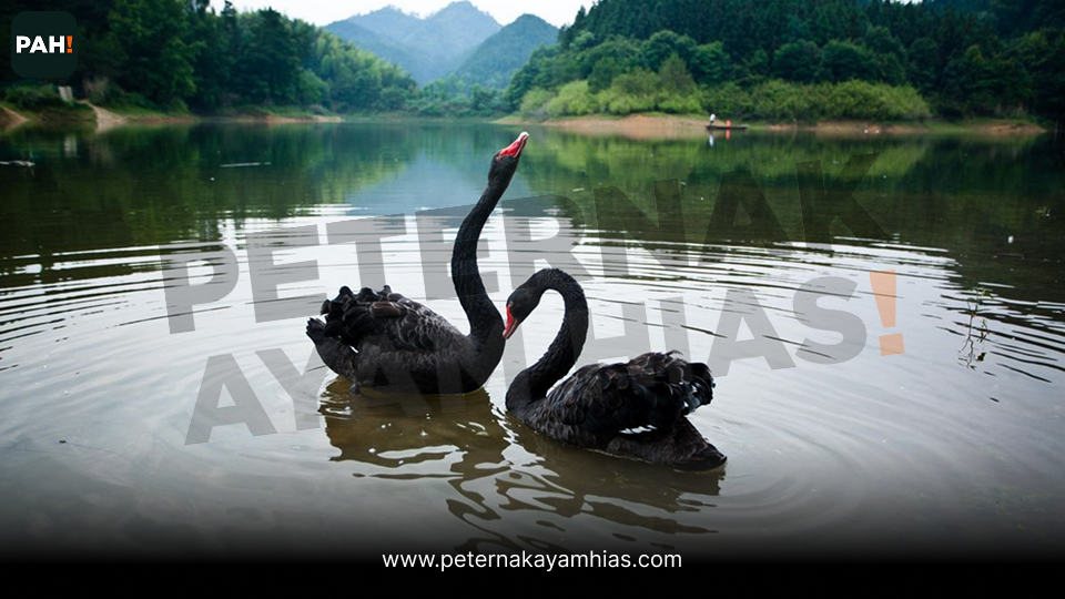 Black Swan (3)