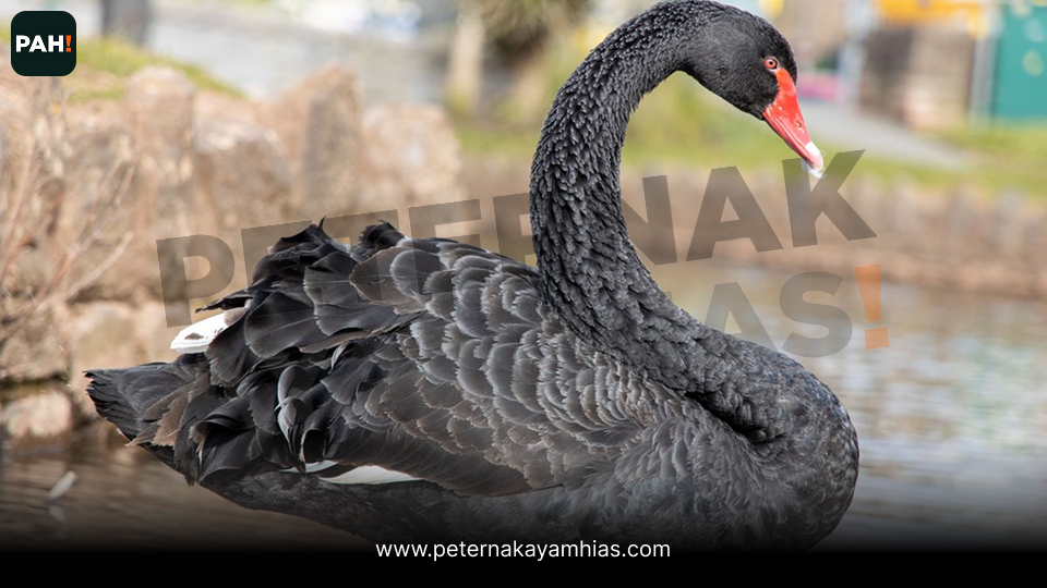 Black Swan (4)