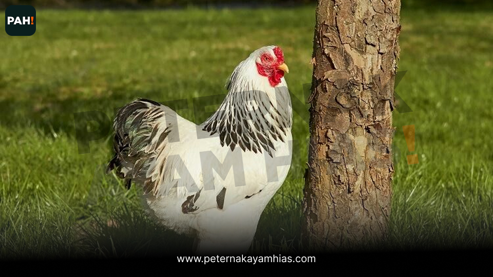 Brahma Light Columbian (5)