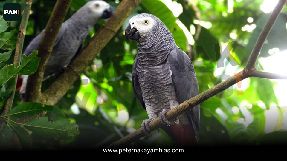 Burung Afgrey (1)