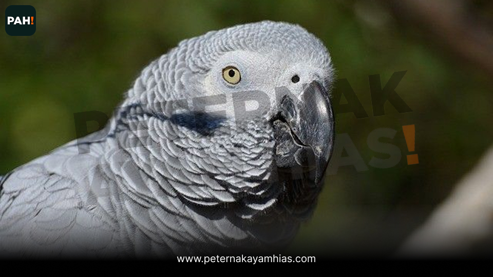 Burung Afgrey (2)