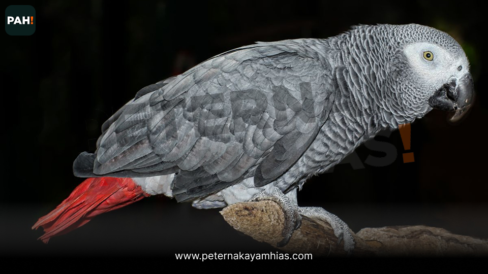 Burung Afgrey (3)