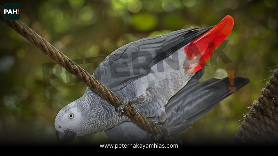 Burung Afgrey (4)