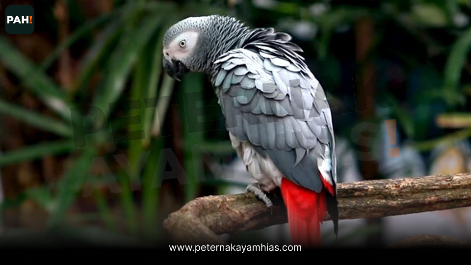 Burung Afgrey (5)