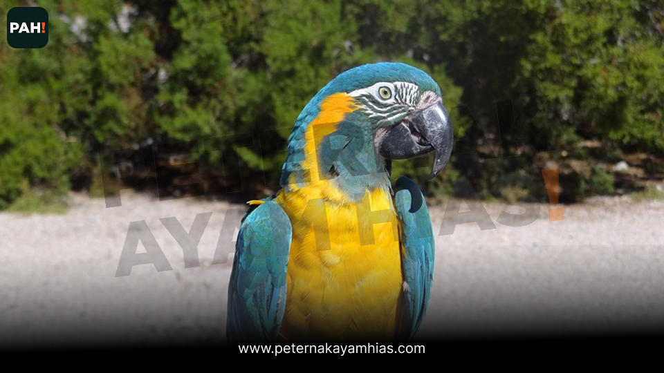 Burung Blue Gold Macaw (1)