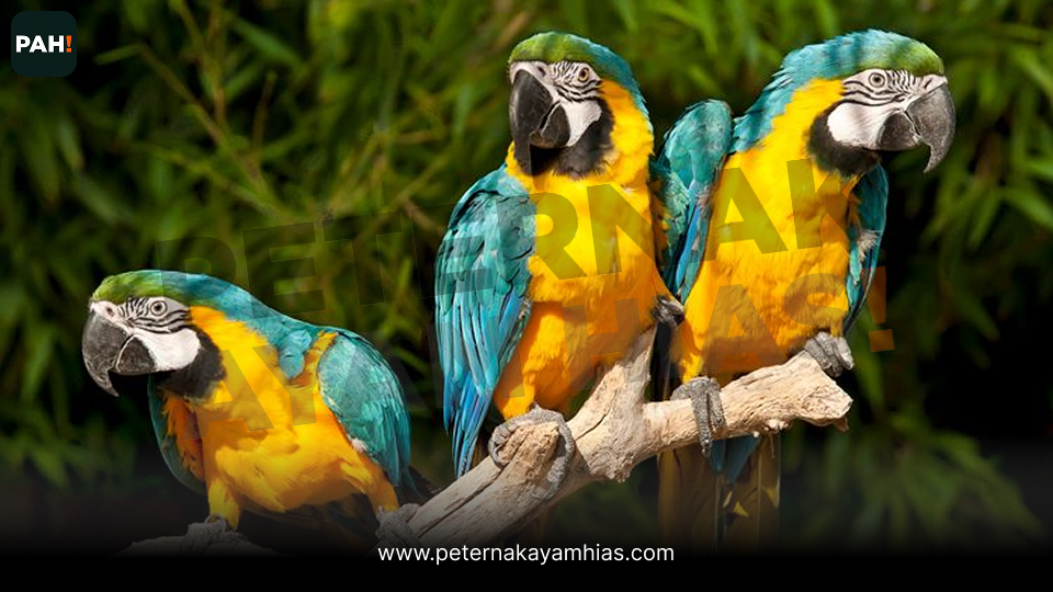 Burung Blue Gold Macaw (2)