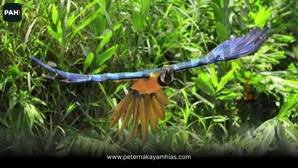 Burung Blue Gold Macaw (4)