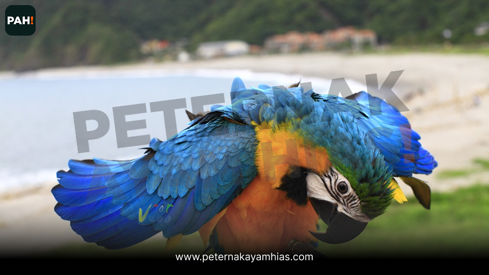 Burung Blue Gold Macaw (5)