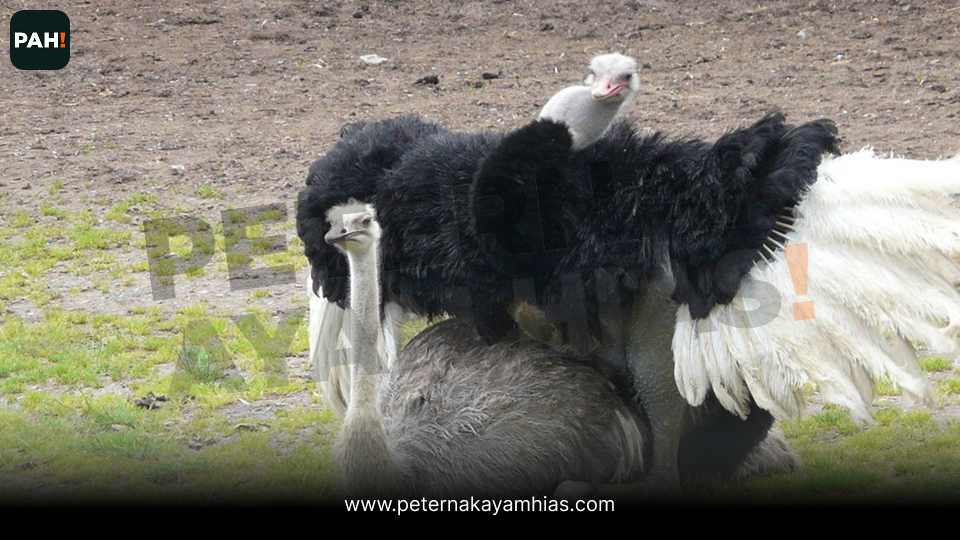 Burung Unta (3)