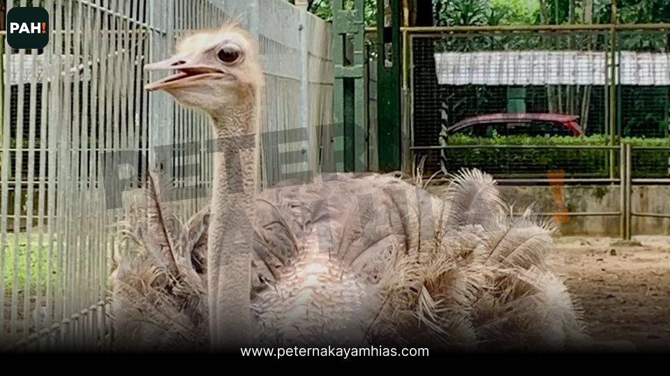 Burung Unta (4)