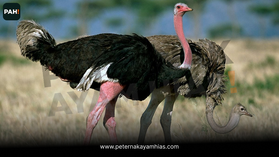 Burung Unta (5)