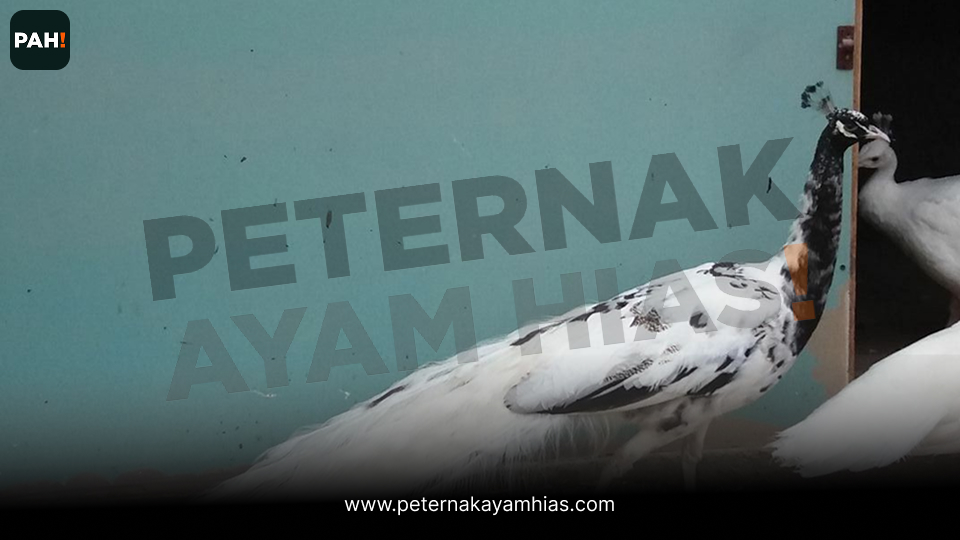 Merak Silver Pied (1)