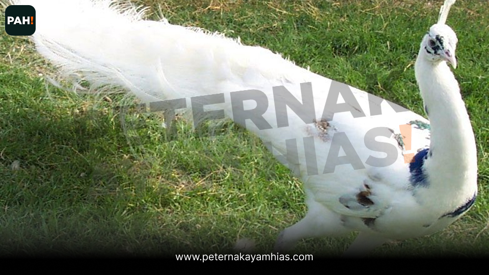 Merak Silver Pied (2)