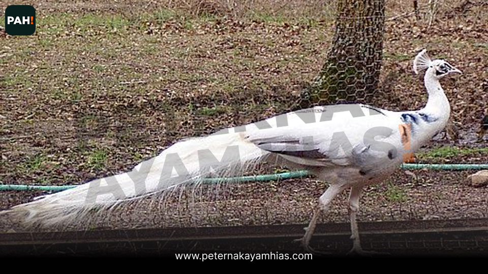 Merak Silver Pied (4)