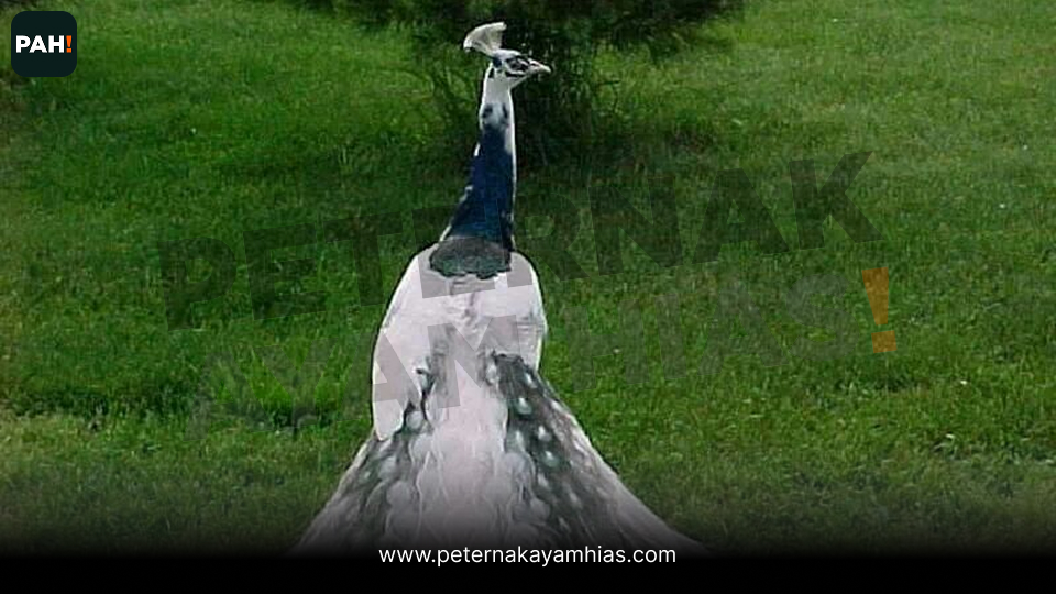 Merak Silver Pied (5)