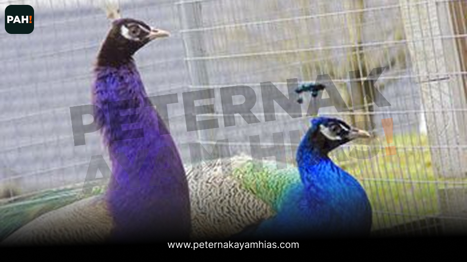 Merak Ungu (purple Pied Peafowl) (5)