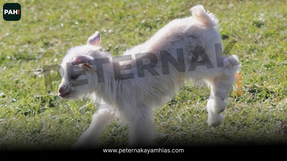 Pigmy Goat (1)
