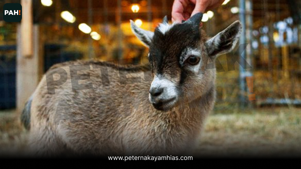 Pigmy Goat (2)