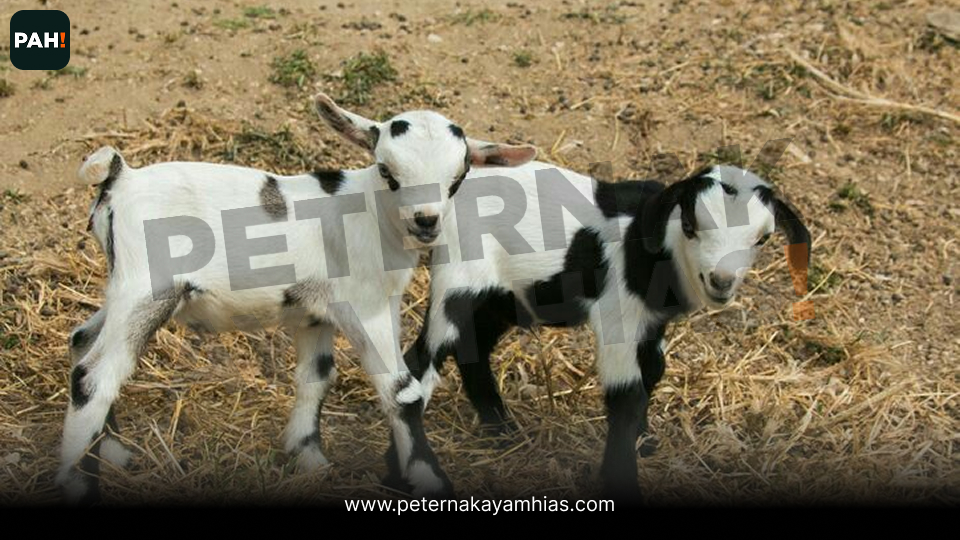 Pigmy Goat (3)