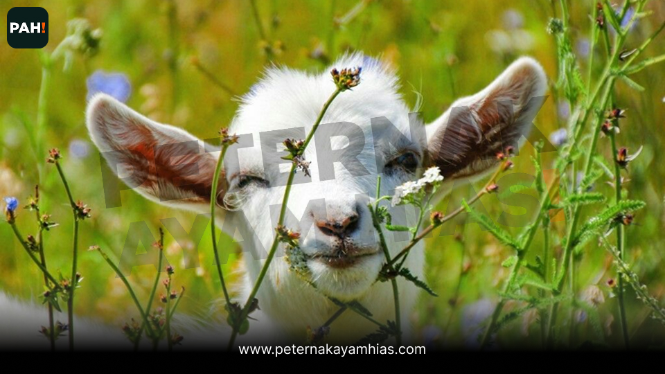Pigmy Goat (4)