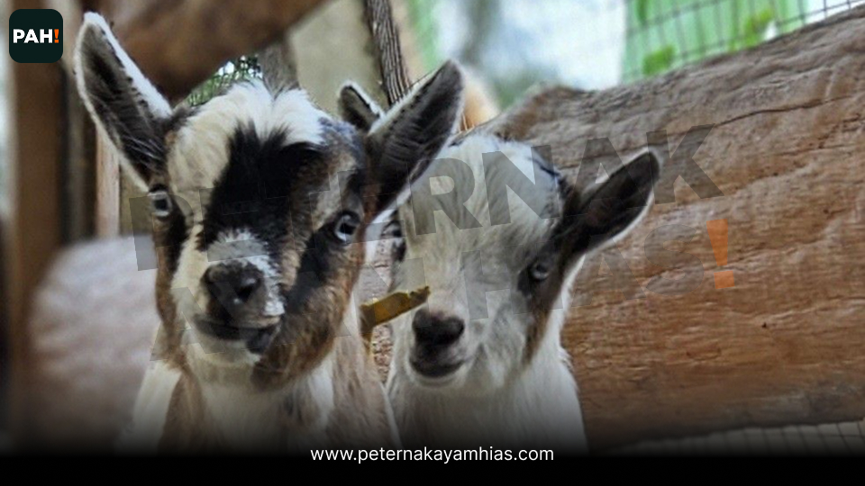 Pigmy Goat (5)