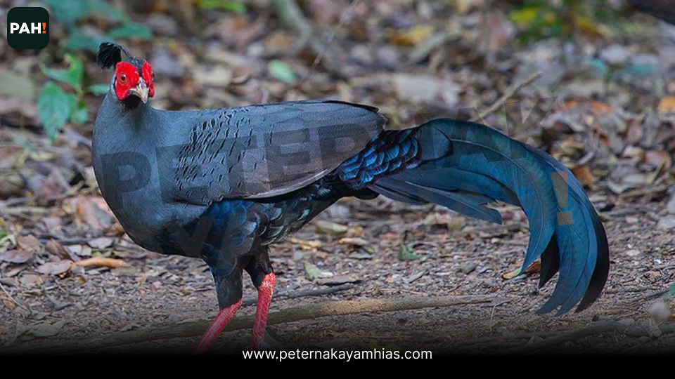 Siamese Fireback Pheasant (1)