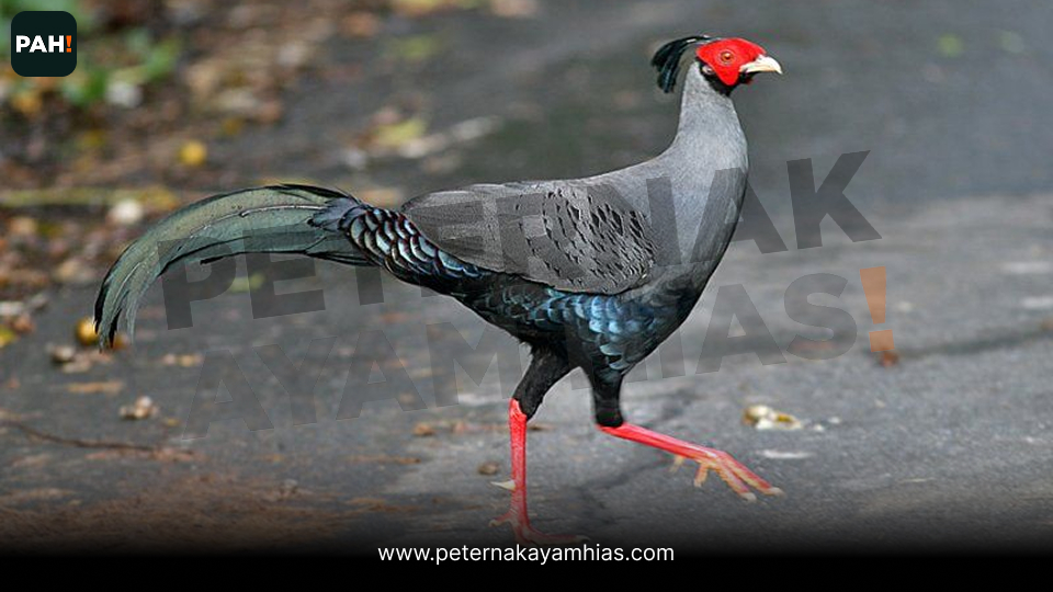 Siamese Fireback Pheasant (2)