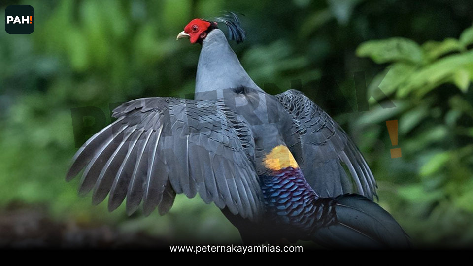 Siamese Fireback Pheasant (3)