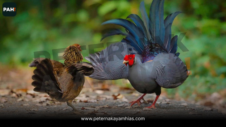 Siamese Fireback Pheasant (4)