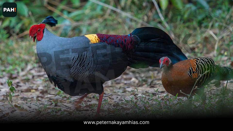 Siamese Fireback Pheasant (5)