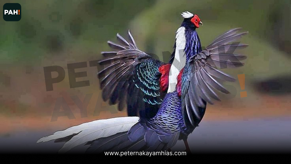Swinhoe Pheasant (3)