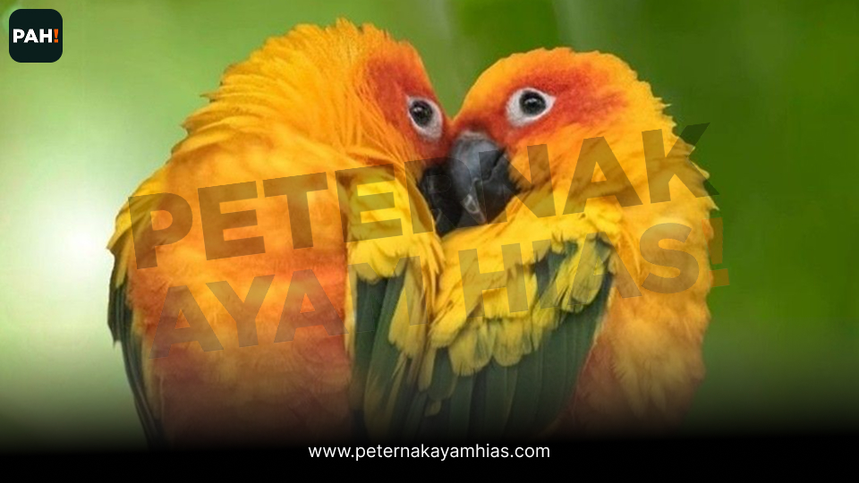 Burung Sun Conure (1)