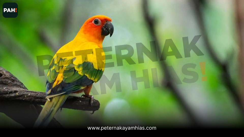 Burung Sun Conure (3)