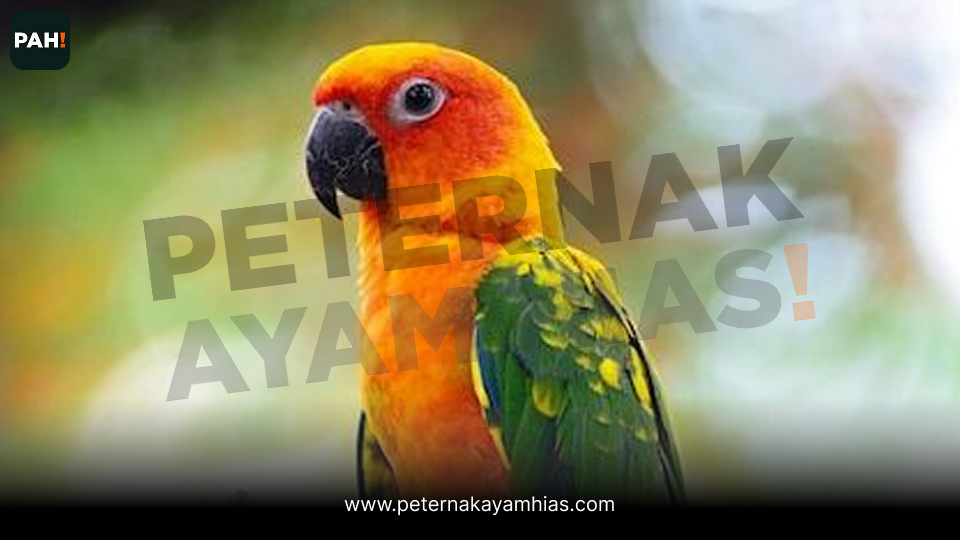 Burung Sun Conure (4)