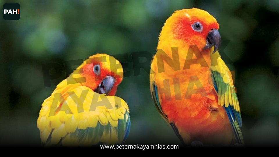 Burung Sun Conure (5)